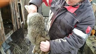 Забой КРОЛИКА. Дедовский способ.