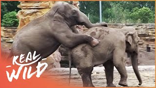 Amazing Elephants Mating At The Zoo | Zoo Days | Real Wild