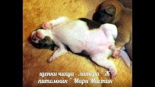 ЩЕНКИ ЧИХУА - 26 ДНЕЙ ( ПИТОМНИК РКФ " МАРИ МИСТИК " )