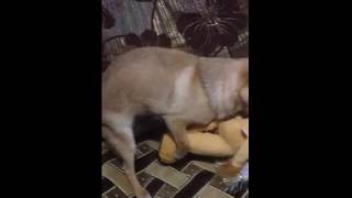 Собака Кнопка  трахает игрушку 08.06.2018 год