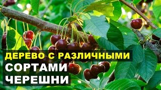 Разные сорта черешни  на одном дереве
