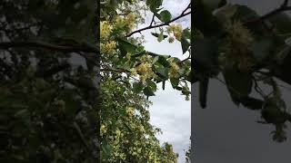 Цветёт Бузулукская липа