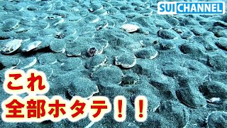 衝撃！海底一面全部ホタテの黄金郷へ潜る！！The seabed is all scallop sea!!