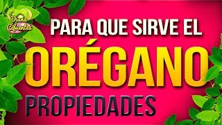 Para Que Sirve El Te De Oregano - Propiedades, Beneficios Y Contraindicaciones Del Te De Oregano