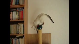 Кошка легко достаёт игрушку! Это надо видеть! Тайские кошки - это чудо! Funny Cats