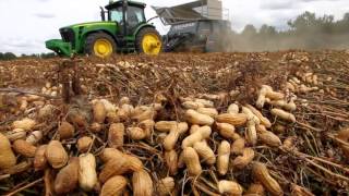 South Carolina farmers making peanuts a native crop