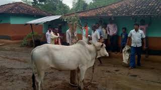 Bhadhana parab git...... Kurmali jhumar song