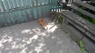 Смешные животные Кот бьет лапой щенка