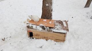 ★ Домики для уличных кошек - реальная помощь бездомным животным