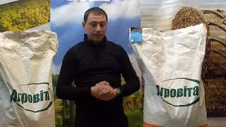 Высокоурожайная и ранняя кукуруза ДН Пивиха. Устойчива к засухе и заморозкам на 100%