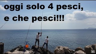 doppia coppia, a pesca, di re saraghi e regine,dorada, orate,con l'innesco del rimini