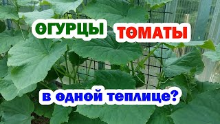 ОГУРЦЫ и ПОМИДОРЫ | В ОДНОЙ ТЕПЛИЦЕ?!