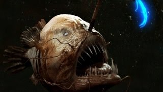 10 НЕВЕРОЯТНЫХ СУЩЕСТВ МАРИАНСКОЙ ВПАДИНЫ