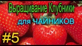 Выращивание клубники Зимой. Клубничный бизнес