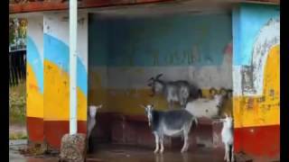 Ольховка