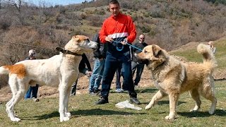 Fight & shepherd dogs in Macedonia I. - Боевой да Овчарка собака Македония