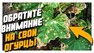 Чего не хватает  Огурцам?  Ответ Агронома.