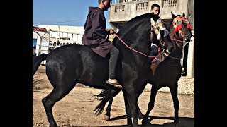 روتين خيال نهاية كل أسبوع ? مع خيول الكدية دوار أولاد عمر قبيلة أولاد عزوز  إقليم خريبكة