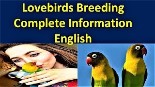 Love Birds Breeding Complete Information