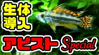 生体導入!アピスト界の美人現る!!90cm水草水槽【アクアリウム】