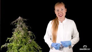 Purple Afghan Kush feminized marijuana strain by Dinafem Seeds