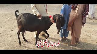 95 | TOP CLASS BEETAL NAGRA BAKRIYAAN  BAKRA MANDI FAISALABAD