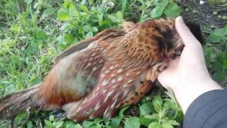 охота на фазана петлями!pheasant hunting.Catch and cook pheasant! cook with sauce