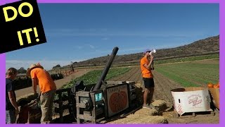 THEY HAD A PUMPKIN CANNON AT TANAKA FARMS!