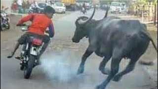 افضل مشاهد مضحكه في العالم
