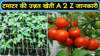 Step by Step:- Tomato Farming | Tomato ki kheti | टमाटर की उन्नत खेती | Problem Solving & Management