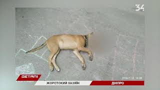 В Днепре мужчина выбросил с балкона собаку