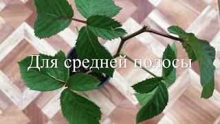 ? Осенняя Посадка Ежевики Сорта Natchez