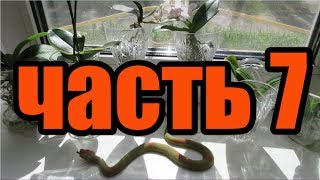 ???Орхидеи в воде спустя 7 месяца. Часть 7 \ Orchids in water after 7 months.