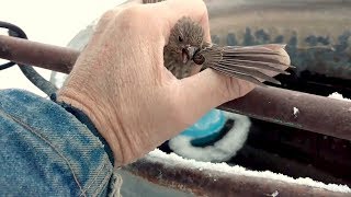 Эта птица примёрзла к железной трубе и могла погибнуть, то, что случилось дальше растрогало весь мир
