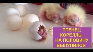 Птенцы кореллы 1 и 3 дня. Третий птенец вылупляется из скорлупы.Разведение корелл 3-й сезон