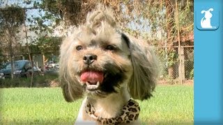 Rescue Dog Gets Mohawk and Transformation Makeover - The Beauty of Pets