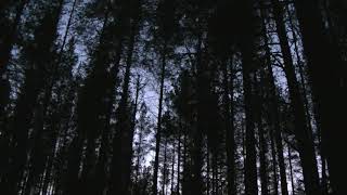 Пение птиц 2 Природная звукотерапия. #Сегежа #Карелия  Весна Май 2018_05_11
