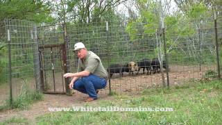 Home-Made Hog Trap and Pen