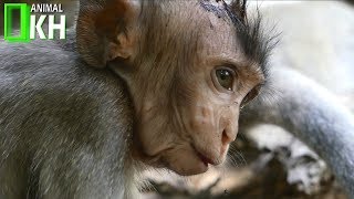 Break Leg and Skull So Pity Baby Monkey Crying Silently