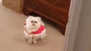 The cat is back: Animal planet with Miachael Rapaport hillarious