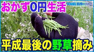 【おかず0円生活】平成最後の野草摘み♪  （多摩川河川敷）