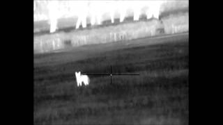Fox compilation video using Pulsar Apex 75 thermal scope
