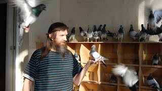 Pigeons.Голуби.Tauben. الحمائم (Андрей Попов , Москва, Россия(Венгерская порода голубей-Дереши))