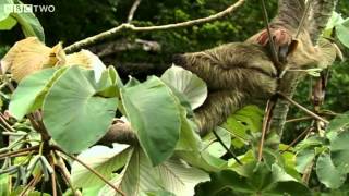 Why Sloths are Weird - Secrets of our Living Planet - Episode 1 - BBC Two