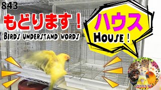 インコ芸トレーニング『ハウス』♥小鳥をケージに戻す方法2｜シツケ教え方 How to Get a Bird to Go Back Inside Its Cage.843