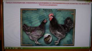 Куры-несушки. От яйца до яйца. Выращивание и содержание кур подробно.