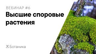 #1.6 | Высшие споровые растения: мхи, плауны, хвощи, папоротники