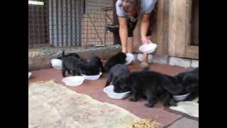 ВЕО щенки 2013 год тел .0973881291
