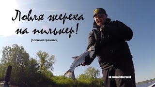 Жерех на спиннинг. Ловля жереха на пилькер. Техника рывковой проводки.