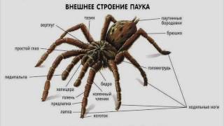 Пауки: каракурты, птицееды, тарантулы (рассказывает Фёдор Мартыновченко)